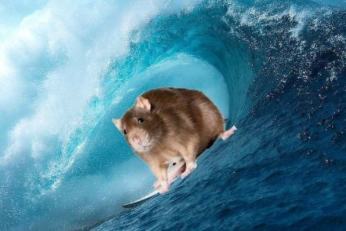 Surf rat baybee.jpg
