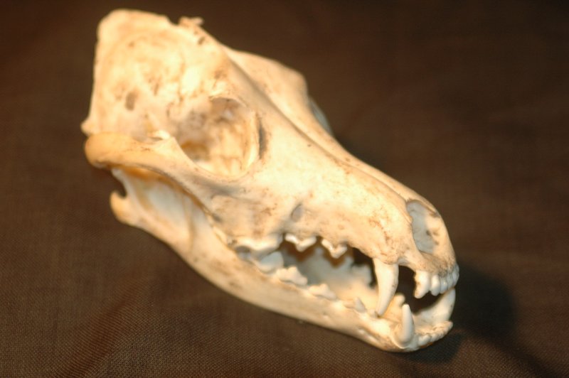 File:Zbones013.jpg