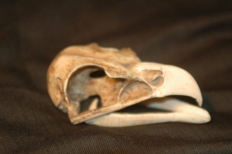 File:Zbones014.jpg