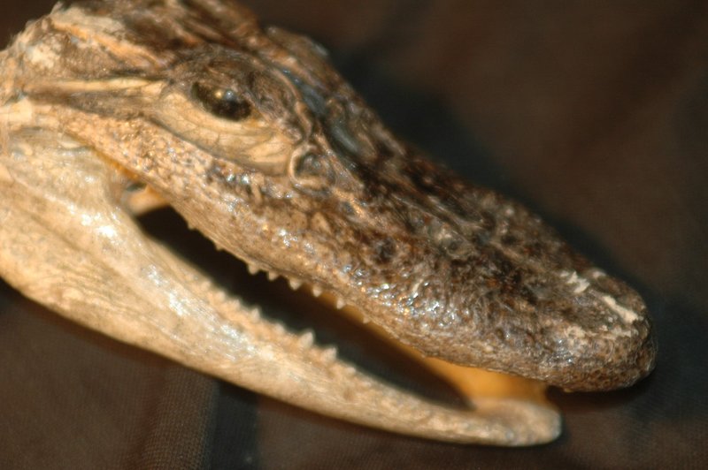 File:Zgator.jpg