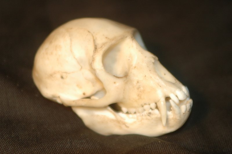 File:Zbones012.jpg